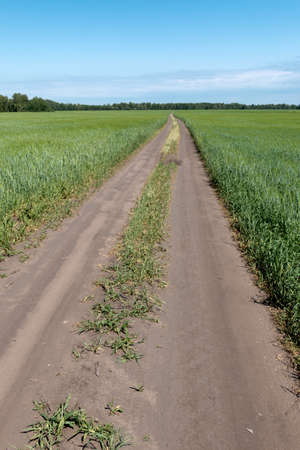 A field road between the fields where wheat growsの写真素材