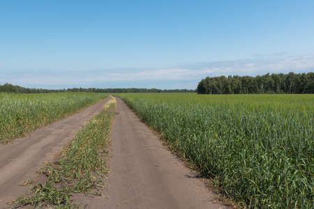 The dirt road goes beyond the horizon between the fields of wheatの写真素材