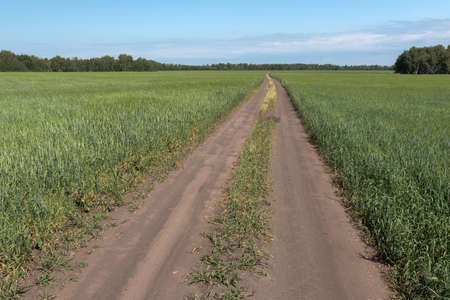 The dirt road goes beyond the horizon between the fields of wheatの写真素材