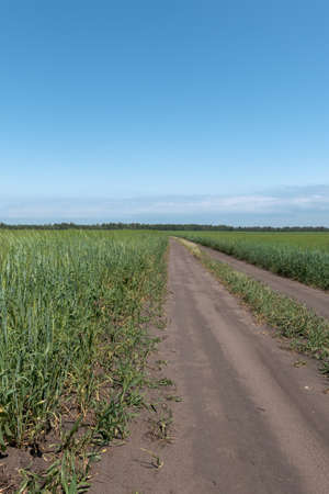 The road goes into the distance between flowering fields under the blue skyの写真素材