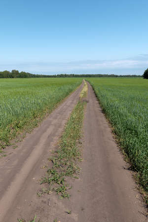 The dirt road goes beyond the horizon between the fields of wheatの写真素材