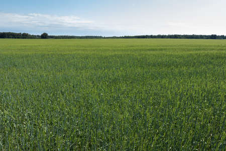 Young wheat is growing on a large fieldの写真素材
