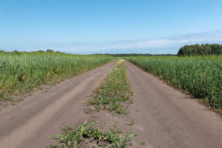 The dirt road goes beyond the horizon between the fields of wheatの写真素材