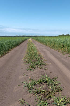 The dirt road goes beyond the horizon between the fields of wheatの写真素材