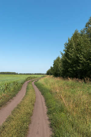 Dirt road between the forest and the wheat fieldの写真素材