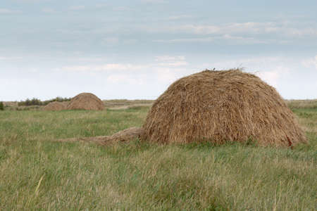 a stack of mown hay standing in the fieldの写真素材