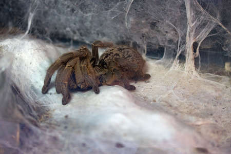 This tarantula is covered in long hairs that have a characteristic curl to them giving them a unique look.の写真素材
