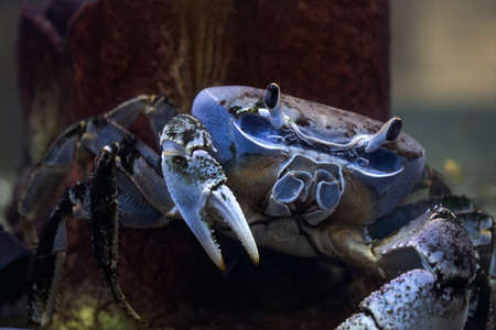Chesapeake blue crab, is a species of crab native to the waters of the western Atlantic Ocean and the Gulf of Mexicoの写真素材