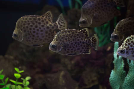 Scatophagus argus a popular aquarium fishの写真素材