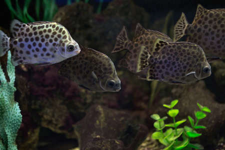 Scatophagus argus are popular aquarium fishの写真素材