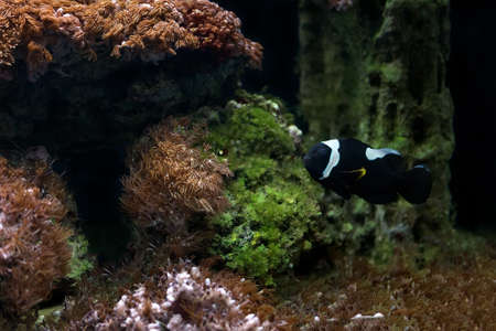 Amphiprion tricinctus, also known as the three-band anemonefish, is a species of anemonefish that is endemic to the Marshall Islands in the western part of the Pacific Oceanの写真素材