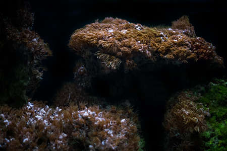 bright colored algae for the aquariumの写真素材