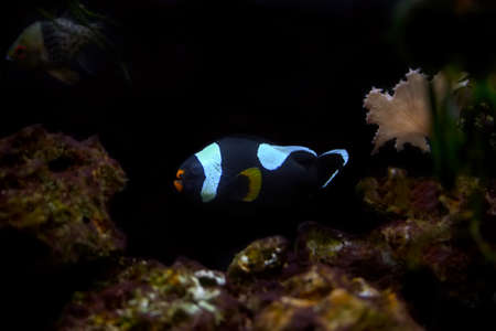 Amphiprion tricinctus, also known as the three-band anemonefish, is a species of anemonefishの写真素材