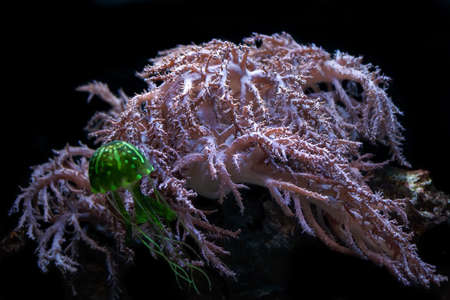 Sinularia is a genus of soft coral. They are known as leather coralsの写真素材