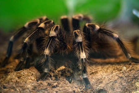 spider-tarantula sits on the groundの写真素材