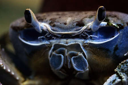 blue crab close-upの写真素材