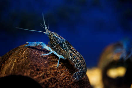 blue shrimp sitting on a stone on the bottomの写真素材