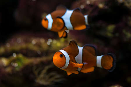 clown fish swim above the bottomの写真素材