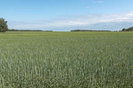 wheat growing in the fieldの写真素材