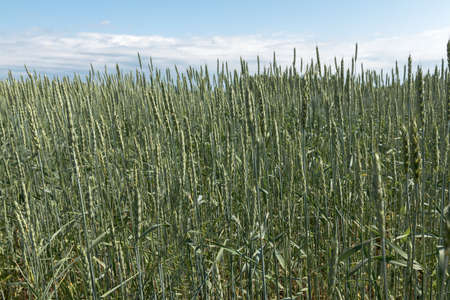 wheat growing in the fieldの写真素材