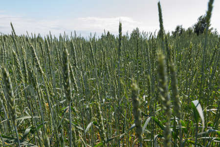 wheat growing in the fieldの写真素材