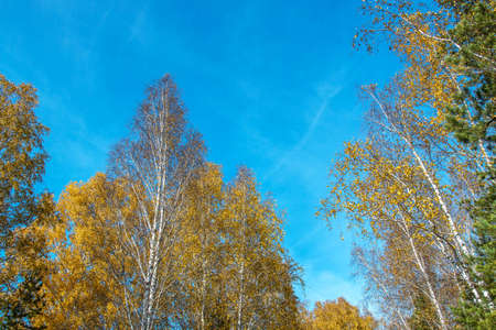 yellow birch leaves in autumnの写真素材