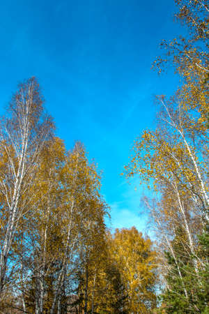 birch trees with yellow leavesの写真素材