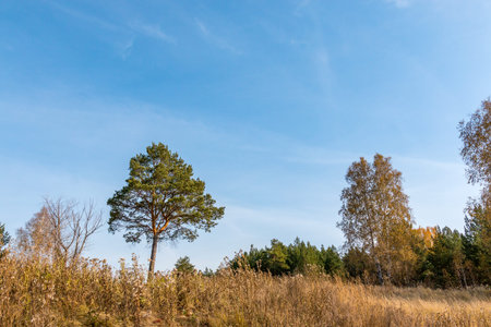 autumn landscape with pine and birchの写真素材
