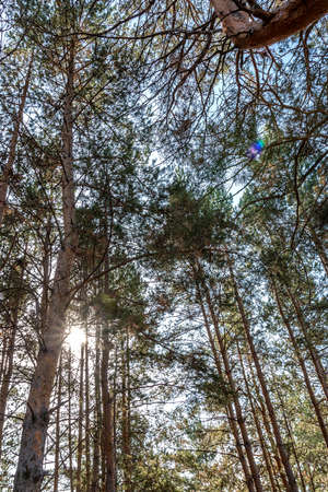 rays of the sun shine through a dense pine forestの写真素材
