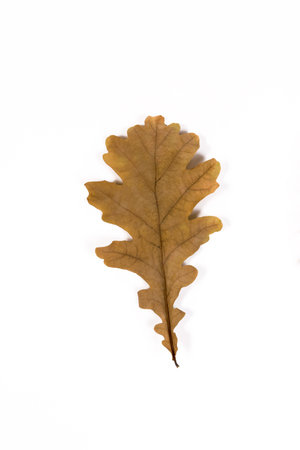 isolated dry oak sheet