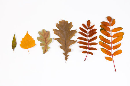 herbarium of autumn leavesの写真素材