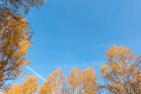 Blue sky surrounded by birches in autumnの写真素材