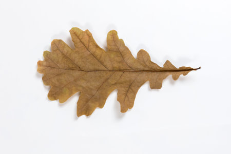 isolated dry oak leafの写真素材