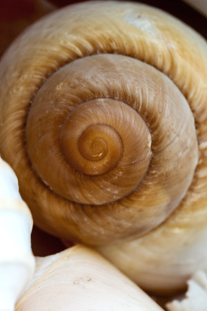 sea shells as background