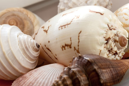 sea shells as background
