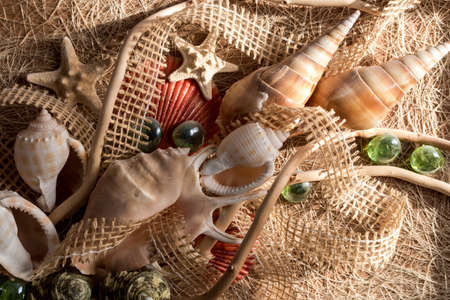 sea shells in assortments as decorの写真素材