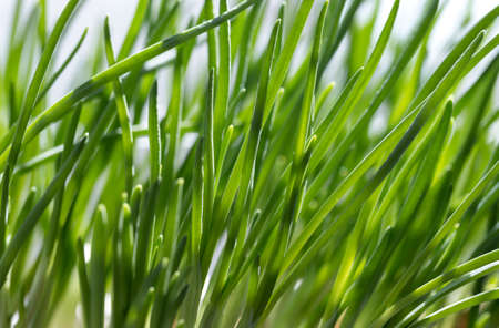 spring young grass reaches for lightの写真素材