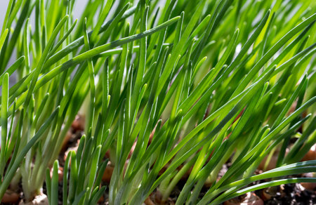 spring young grass reaches for light
