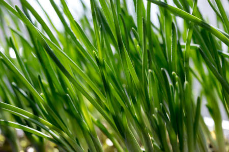 spring young grass reaches for lightの写真素材