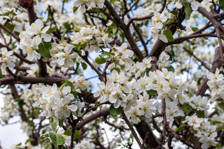 flowers apple-tree. bloom against the blue skyの写真素材