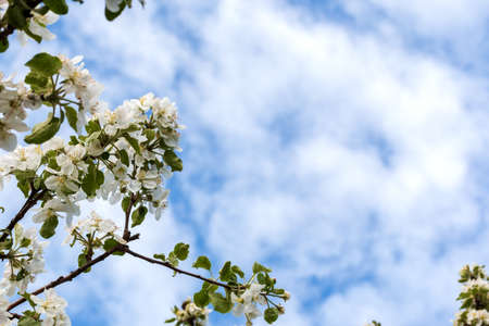 flowers apple-tree. bloom against the blue skyの写真素材