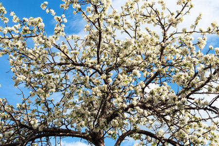 Branches of a blossoming apple tree on a blue sky background