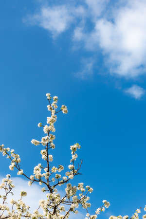 Branches of a blossoming apple tree on a blue sky backgroundの写真素材