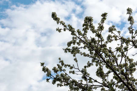 flowers apple-tree. bloom against the blue skyの写真素材