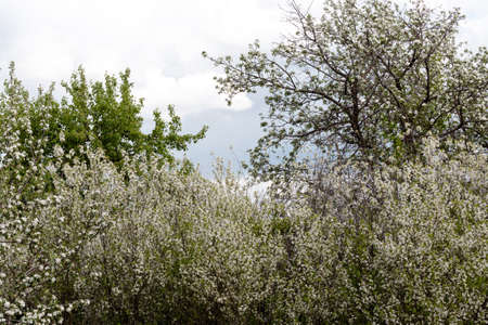 Branches of a blossoming apple tree on a blue sky backgroundの写真素材