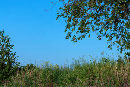forest landscape without people in summerの写真素材