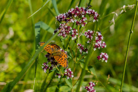 an insect butterfly sits on a flowerの写真素材