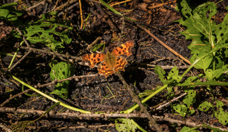 an insect butterfly sits on a flowerの写真素材
