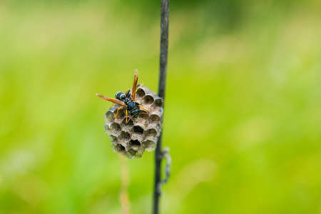 an insect is sitting on its nest among grass on the fieldの写真素材