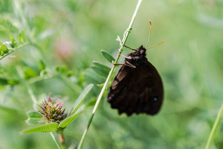an insect butterfly sits on a flowerの写真素材